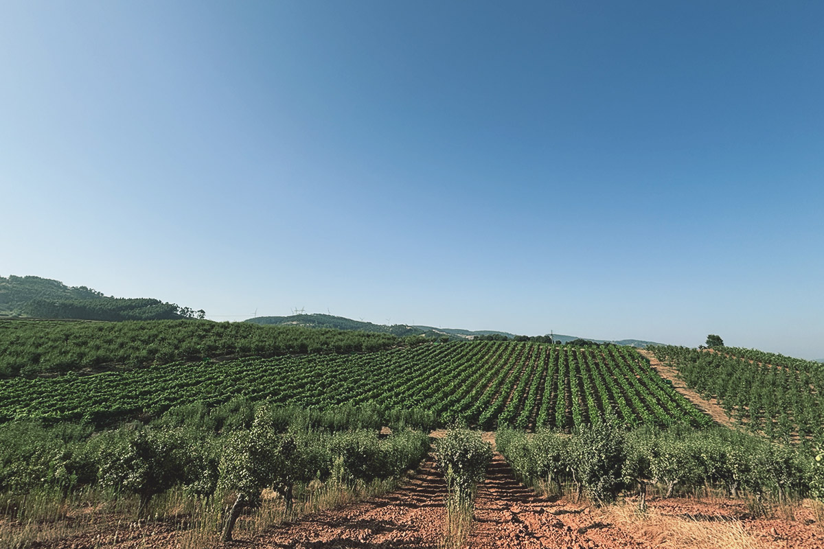 Viticultura Vinhos Brancos