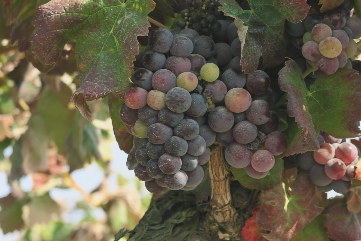 Viticultura Poceirão · Setúbal