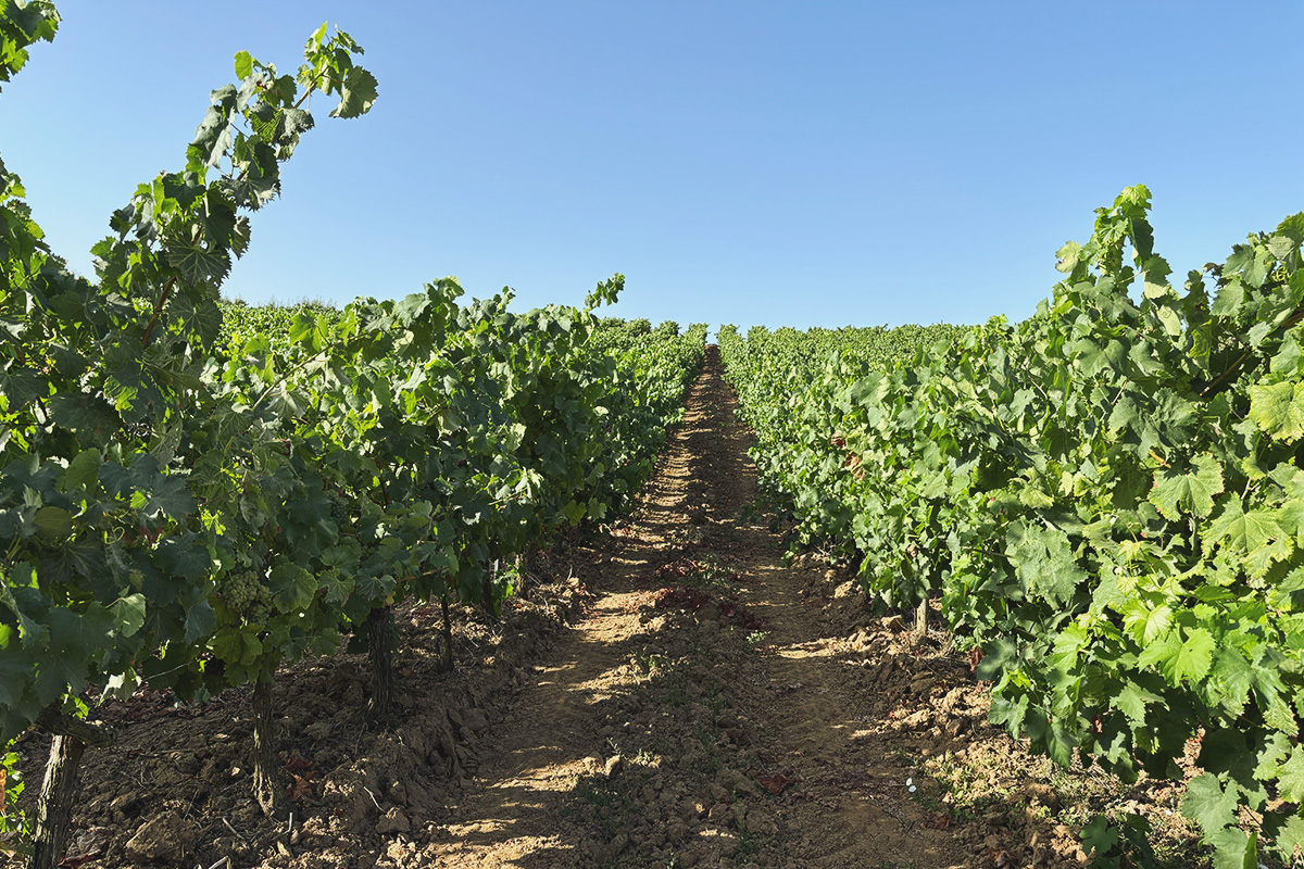 Viticultura Cuba · Alentejo